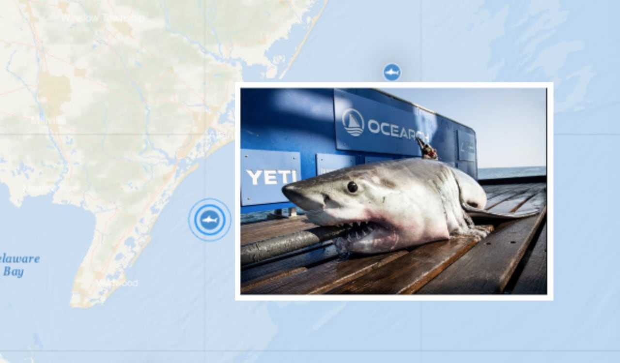 8 Foot Shark Pings In Sea Isle City Cape May Daily Voice