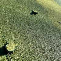 <p>Pieces of the rubberized surface ripped up by the tornado.</p>