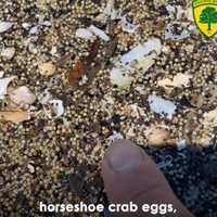 <p>Horseshoe crab eggs</p>