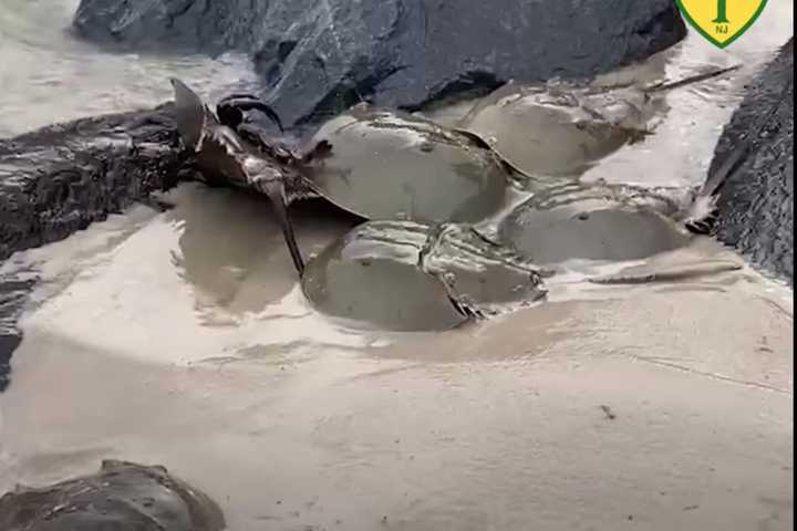 Horseshoe Crabs Are Breeding All Over NJ Beaches (VIDEO)