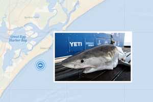 10-Foot Great White Shark Detected Off NJ Coast Memorial Day Weekend