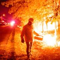 <p>Box Turtle Wildfire in Gloucester County</p>