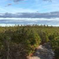 <p>Bass River State Forest before the wildfire</p>