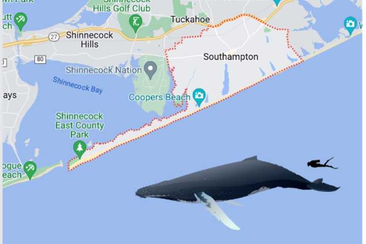 Humpback Whale Carcass Found On Long Island