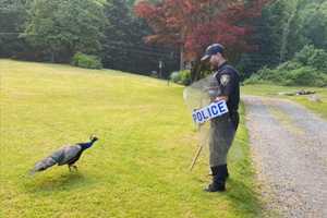 Police Grapple With Aggressive Peacock In Hudson Valley