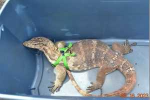 Leapin' Lizard! Online Ad Leads To Seizure Of Illegally Possessed Massive Reptile In NY