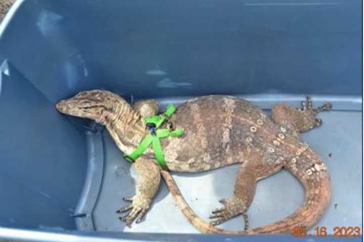 Leapin' Lizard! Online Ad Leads To Seizure Of Illegally Possessed Massive Reptile In NY