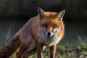 Fox Lurking Near Maryland Campsite Tests Positive For Rabies