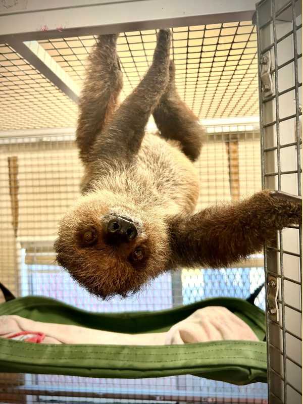 Sloth Named 'Tilly' Dies Unexpectedly At South Jersey Zoo