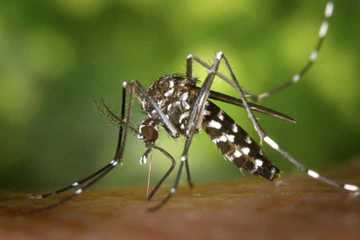 West Nile Virus: First Human Case Of Season Confirmed In CT Woman