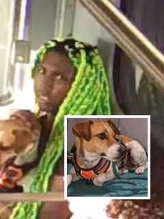 Green-Haired Dog Thief Locks Eyes With Surveillance Camera On Train To NYC