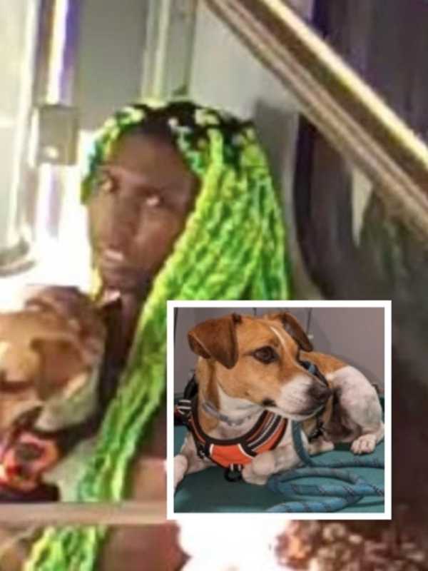 Green-Haired Dog Thief Locks Eyes With Surveillance Camera On Train To NYC