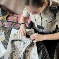 <p>Elvhiss Presley is freed from a glue trap in Stafford County.</p>