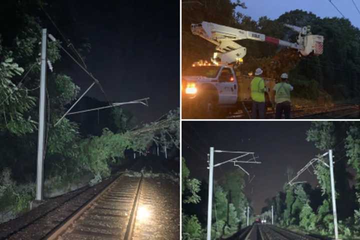 Downed Tree Halts NJ Transit Service