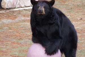 Beloved 'BooBoo' Bear Dies At Jersey Shore Zoo