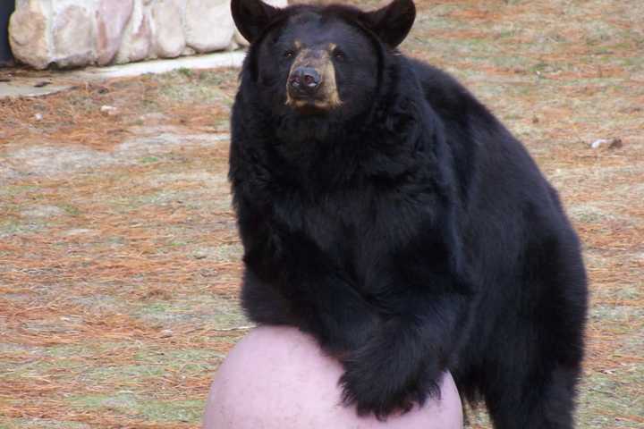 Beloved 'BooBoo' Bear Dies At Jersey Shore Zoo