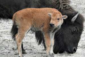 New Bison Born At South Jersey Zoo