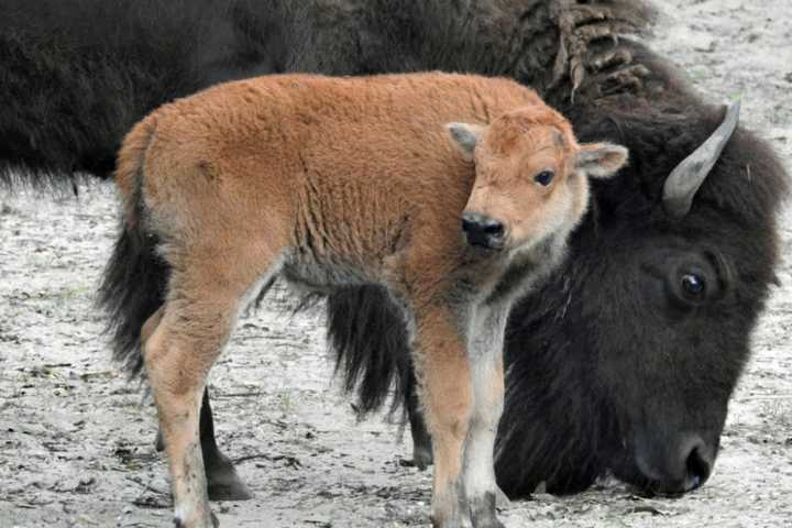 New Bison Born At Cape May County Zoo