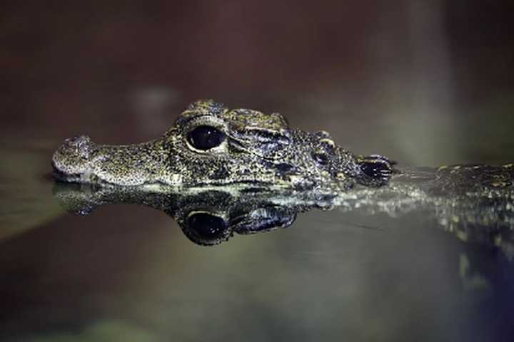 Attempts To Capture Small Alligator Closes Central Jersey Park