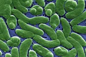 Nationwide Alert: Flesh-Eating Bacteria Infections Pose Growing Threat, CDC Warns