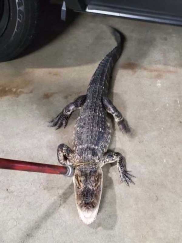 Alligator Captured In Central Jersey