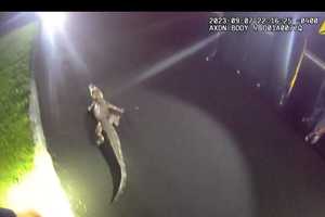 Video Shows Piscataway Alligator Attempting Sweet Escape Before Capture