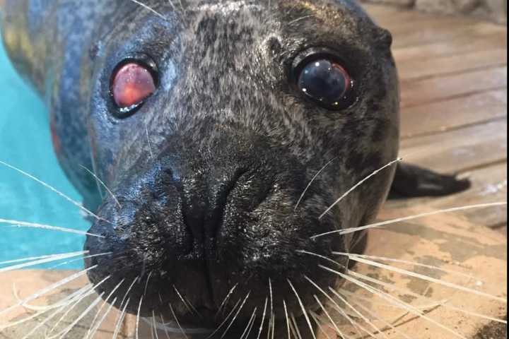 Popular One-Eyed Seal Dies At Jenkinson's Aquarium