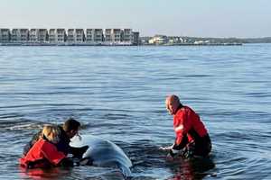 Stranded Whale Rescued, Twice, In Barnegat Bay