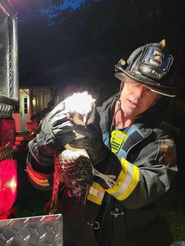 Osprey Rescued From Fishing Line On Jersey Shore