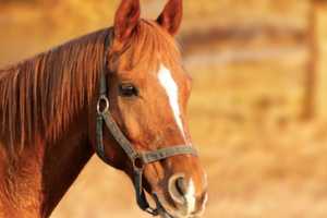 Horses Test Positive For Herpes, Property Quarantined In Sussex County