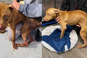 Emaciated Dog With Inflamed Skin Found In Hudson Valley: Authorities Investigating