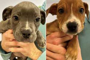 Dead, Emaciated Puppies Dumped In Pittsgrove Woods