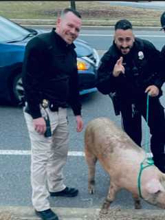 Police Capture Loose Pig In South Jersey