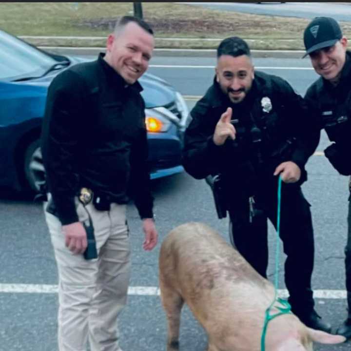 Deptford Township police with "Albert Einstein," a runaway pig.