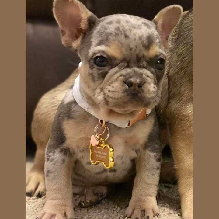 French Bulldog puppy stolen from a Linwood home.
  
