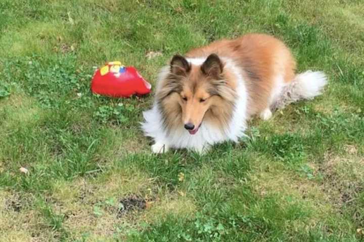 Dog Missing After Owner Struck By Vehicle At Somerset County Intersection: Police