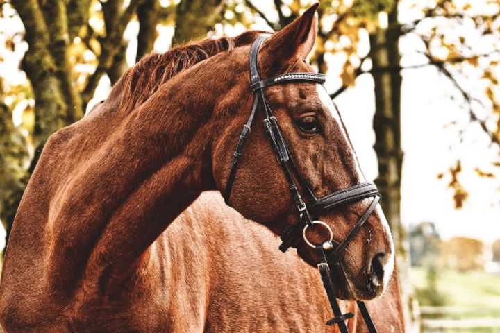 Ocean County Horse Euthanized After Mosquito-Borne Illness