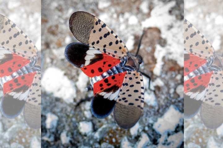 NJ Waging War Against Spotted Lanternflies — With Cash