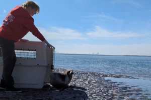 Shark-Bitten Surf City Seal Recovers, Released Back Into Ocean