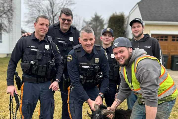 Elusive Ram Captured In Mount Laurel After Days-Long Pursuit