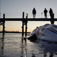 <p>The stranded fin whale.&nbsp;</p>