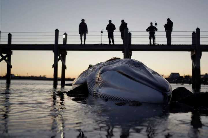 Team From Mystic Aquarium Investigating Fatal Whale Stranding: 'This Animal Is Now At Peace'