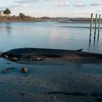 <p>Another view of the stranded whale.</p>