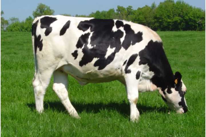 2 People Exposed To Rabid Cow In Upstate NY