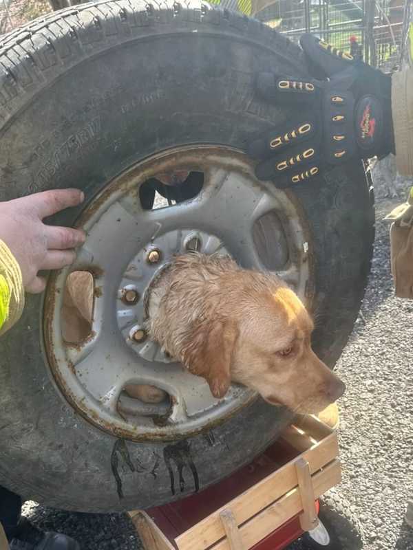 Sparks Fly As First Responders Free Dog Stuck In Tire Rim In South Jersey (VIDEO)