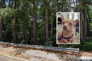 Cruel Woman Dumps Pup With Broken Leg Along Virginia Roadway, Police Say