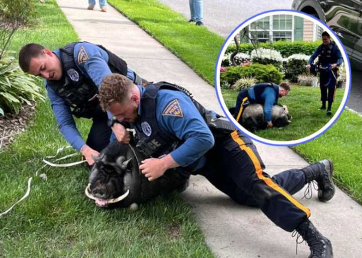 Officers Frank Cicalese and Victor Rossi wrangle Pumba.