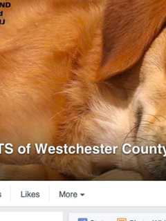 Search For Owner Of Dog Found On Central Avenue Moves To Facebook