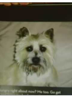 Pit Bull Owner Sought After Glenmere Lake Attack Leaves Terrier Dead