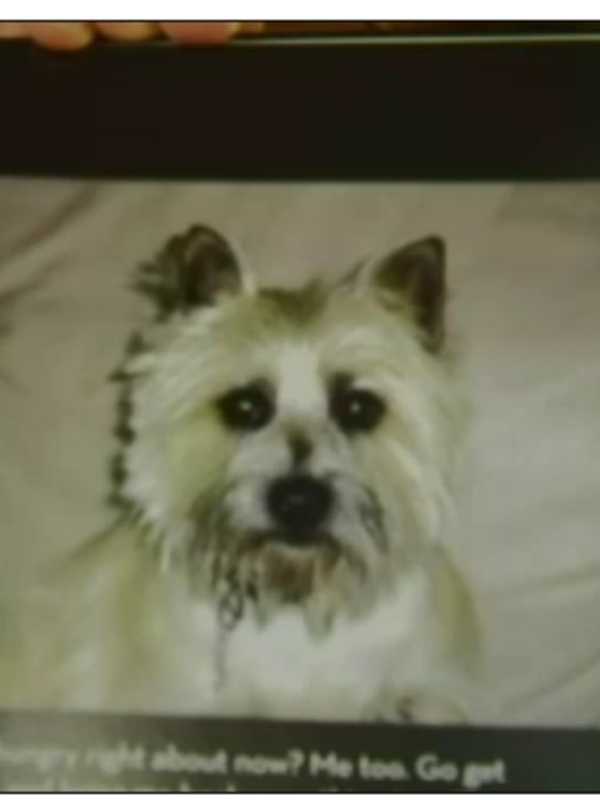 Pit Bull Owner Sought After Glenmere Lake Attack Leaves Terrier Dead